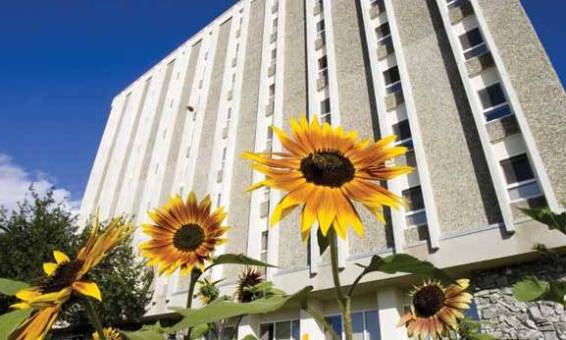 Sunflower in front of MBS housing complex on 51风流官网 campus