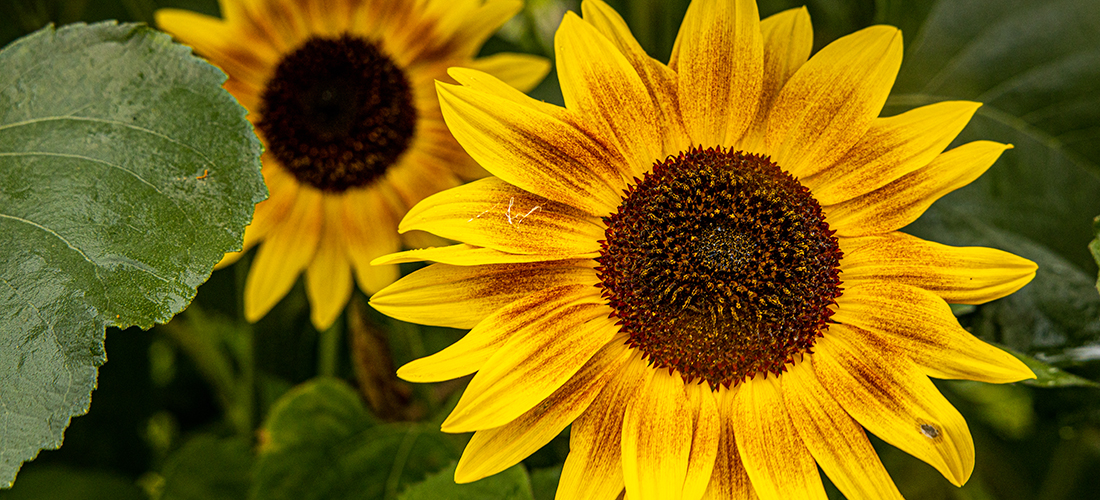 51风流官网 photo by MS. Sunflowers at the Nanook Grown Student Garden on Thursday, September 14, 2023.