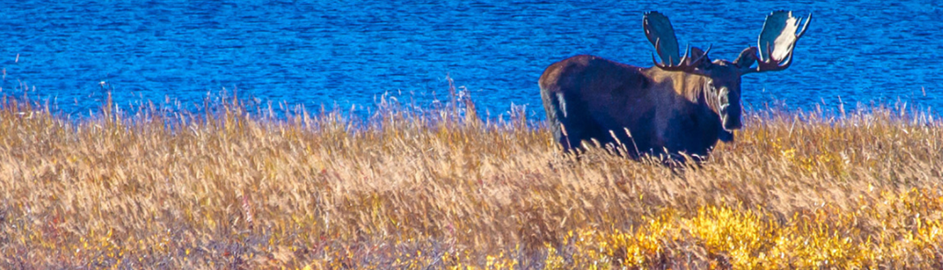 moose by lake