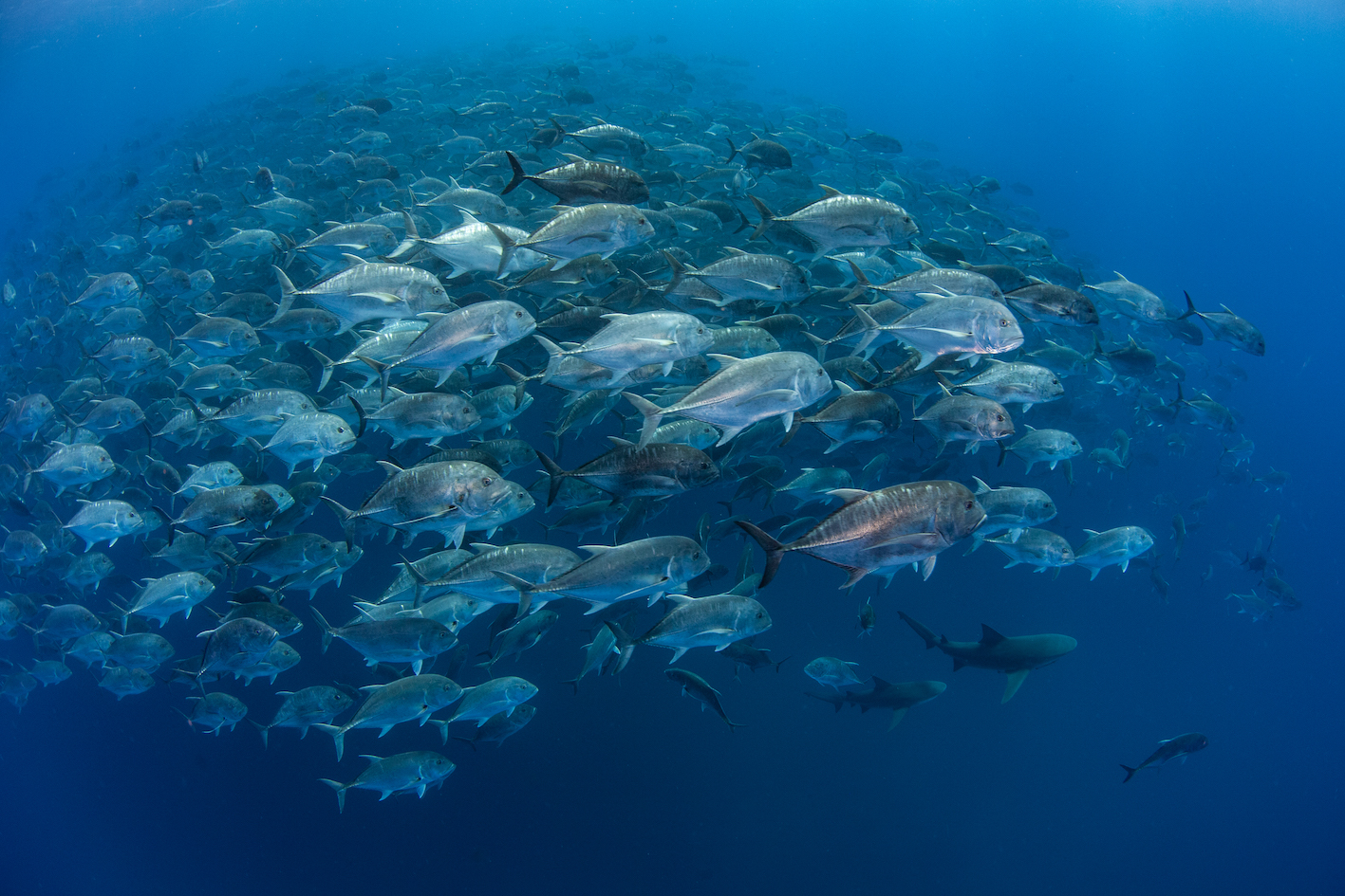 Giant trevally aggregate off the southern coast of Mozambique
