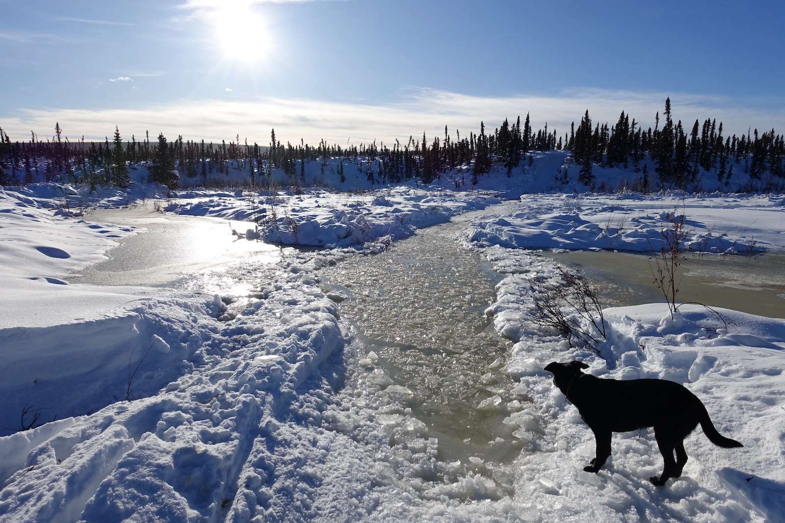 A black dog stands by a trail in the snow that passes through a puddle filled with chunks of ice. In the background is a high bank on which spruce trees grow.