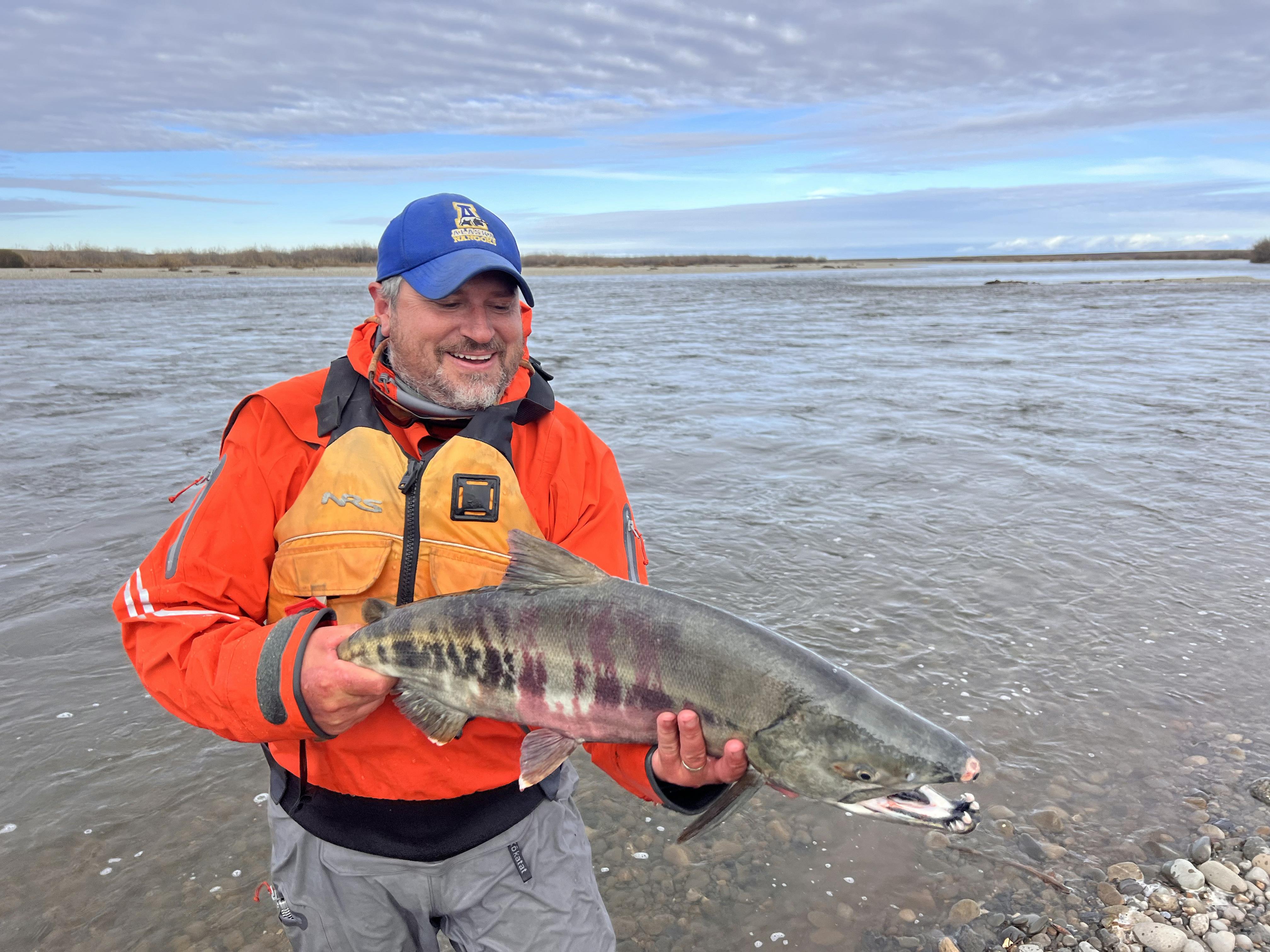 Peter Westley holds a spawning male chum salmon alongside the Anaktuvuk River