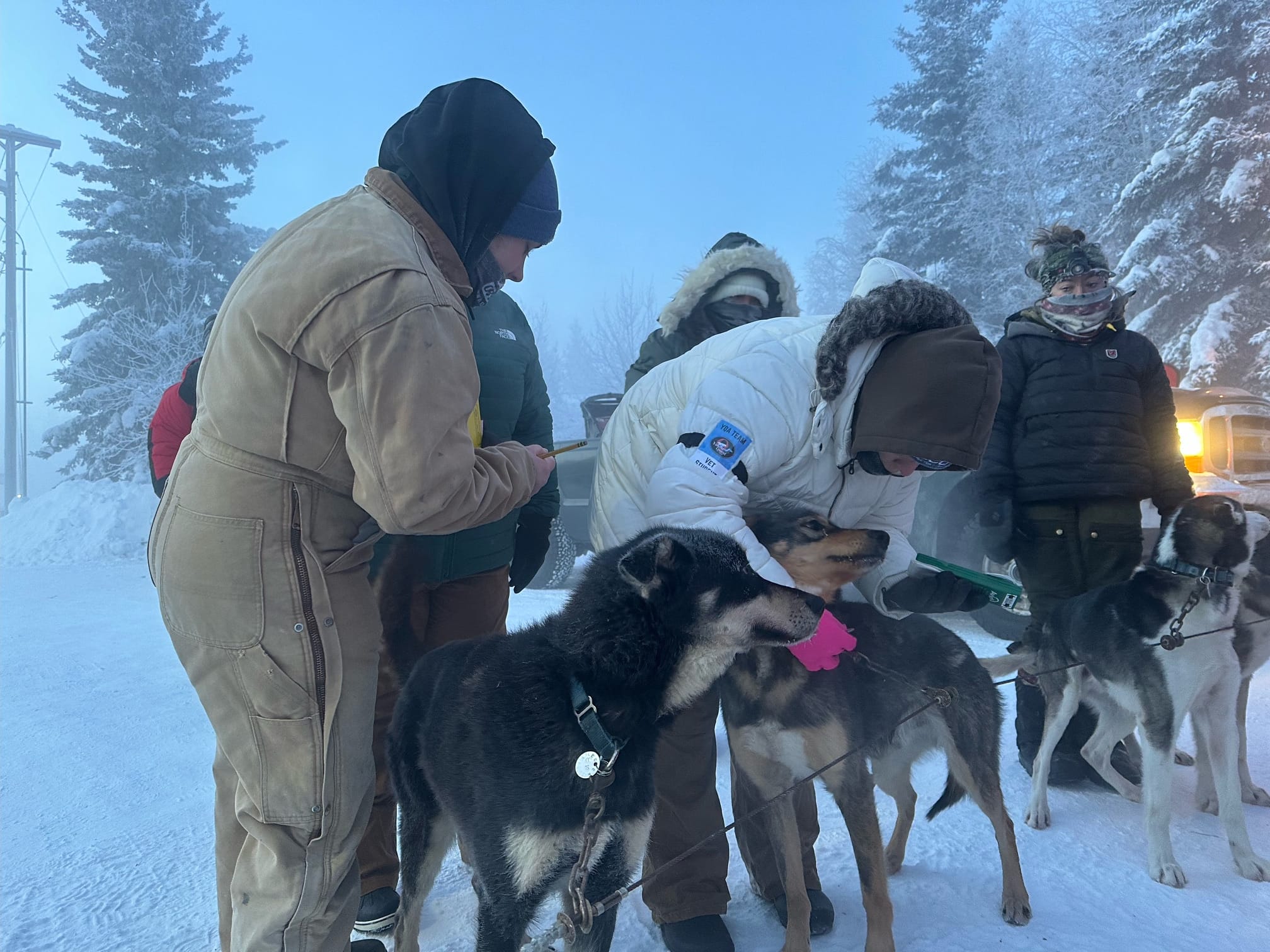 Veterinary students inspecting dogs before Yukon Quest start